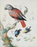 Anton Henstenburgh, A Red and Green Parrot and Exotic Birds, Gouache and watercolour on paper