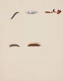 August Johann Rösel von Rosenhof, Developmental Stages of a Caterpillar, Watercolour on textured paper (trimmed watermark)