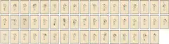 Daniel Hernández Morillo, Drawing (Third hand), 2006, 50 works: each ink on ruled paper. Each