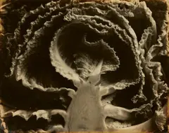 Kale, halved by Edward Weston, 1930, Vintage gelatin silver print, sold Jun 2020