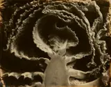 Edward Weston, Kale, halved