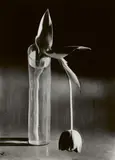 Melancholic Tulip by André Kertész, 1939, Gelatin silver print, printed later, offered Jun 2020