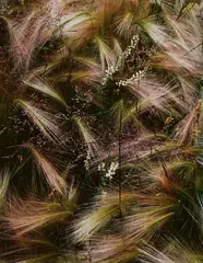 Foxtail Grass by Eliot Porter, 1957, Dye transfer print, printed later, offered Jun 2020