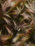 Eliot Porter, Foxtail Grass