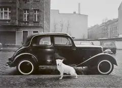 Harf Zimmermann, Rocky, Bullterrier (from the series: Hufelandstraße, 1055 Berlin), 1986/87, Selenium toned gelatin silver print on Orwo paper, printed