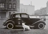 Harf Zimmermann, Rocky, Bullterrier (from the series: Hufelandstraße, 1055 Berlin), 1986/87, Selenium toned gelatin silver print on Orwo paper, printed