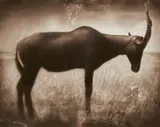 Gazelle by Nick Brandt, 2004, Archival pigment print, offered Jun 2020