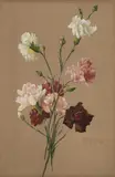 Gustav Feith, Carnations, Gouache on grey paper, laid down on card