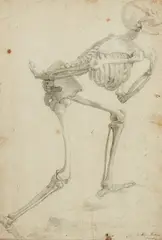 attributed to Agnolo Bronzino, Skeleton, striding left, Black chalk on paper