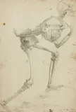 attributed to Agnolo Bronzino, Skeleton, striding left, Black chalk on paper