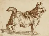 German School 18th century, A Welsh Corgi, Pen and brown ink. c