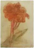 Rote Canna by Christian Rohlfs, 1935, Water tempera and colour chalk on watercolour laid paper 48.3 x 33.2/, offered Nov 2019