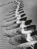 Alfred Ehrhardt, Fußspuren in der Sanddüne, Kurische Nehrung
