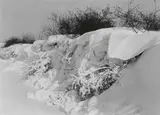 Albert Renger-Patzsch, Untitled (Winterlandschaft)