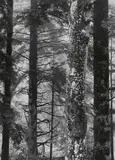 Albert Renger-Patzsch, Schwarzwald, Elbingswald im Regen