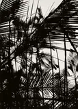 Lucien Clergue, Le Jardin de Rio