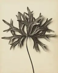 Karl Blosfeldt, Aconitum anthora (Eisenhut), 1915-1920, Vintage gelatin silver print