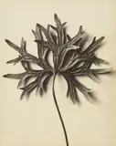 Karl Blosfeldt, Aconitum anthora (Eisenhut)