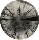 Otto Maximilian Umbehr, Winterlicher Wald