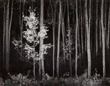 Aspens, Northern New Mexico by Ansel Adams, 1958, Gelatin silver print, printed later, sold Nov 2019