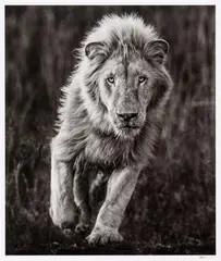 Thor by David Yarrow, 2018, Archival pigment print on Hahnemühle paper, flush-mounted to foamboard, offered Nov 2019