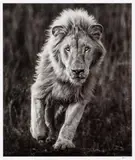 David Yarrow, Thor, 2018, Archival pigment print on Hahnemühle paper, flush-mounted to foamboard