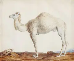 Nicolas Maréchal, Camelus Dromedarius - The Dromedary, Watercolour on parchment