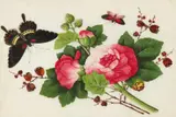 Youqua, An album of twelve botanical paintings, An album with twelve fine paintings depicting butterflies, moths and other insects amongst naturalistically and brightly painted blossoming sprays and foliage. Colours on pith paper, laid down on paper with a silk ribbon. With artist's label Youqua Painter Old Street No. 3 on front free end paper. Cloth covers. Album