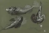 Otto Dix, Knurrhahn
