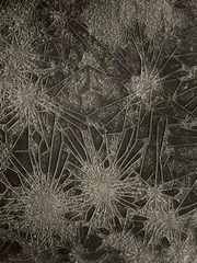 August Kreyenkamp, Untitled (Microphotography), 1930s, Vintage gelatin silver print on Agfa-Brovira paper
