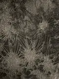 August Kreyenkamp, Untitled (Microphotography), 1930s, Vintage gelatin silver print on Agfa-Brovira paper