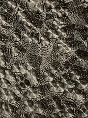 August Kreyenkamp, Untitled (Microphotography), 1930s, Vintage gelatin silver print on Agfa-Brovira paper