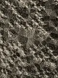 August Kreyenkamp, Untitled (Microphotography), 1930s, Vintage gelatin silver print on Agfa-Brovira paper