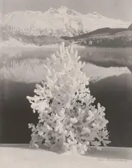 Albert Steiner, Novembertag am St. Moritzersee, 1920s, Vintage gelatin silver print