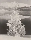Albert Steiner, Novembertag am St. Moritzersee, 1920s, Vintage gelatin silver print