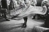 Inge Morath, Dancer, Feria in Sevilla, Spain