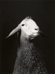 Walter Schels, Schaf. Esel. Ziege. Lama (from the series: Tierische Portraits), 1984-2000, Four gelatin silver prints, thereof one print on Agfa paper. From