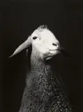 Walter Schels, Schaf. Esel. Ziege. Lama (from the series: Tierische Portraits), 1984-2000, Four gelatin silver prints, thereof one print on Agfa paper. From