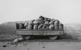 Heinrich Riebesehl, Schillerslage, Hannover (from the series: Agrarlandschaften), October 1978, Gelatin silver print