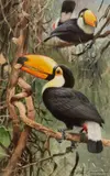 Wilhelm Kuhnert, Toucans, Pencil and watercolour picked out in white
