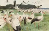 Wilhelm Kuhnert, White Storks, Pencil and watercolour