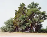 William Christenberry, Palmist Building, Havana Junction, Alabama