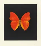 Aus: Memento by Damien Hirst, 2008, Colour etching on card, sold Dec 2018