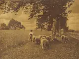 Heinrich Kühn, Untitled (Heimtrieb)