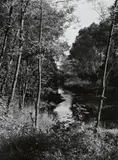 Albert Renger-Patzsch, Altrhein bei Sasbach, Baden
