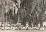 Ernst Hugo Brehme, Untitled (Views of Mexico), 1910s/1920s, 173 gelatin silver prints, printed 1920s. Each print approx