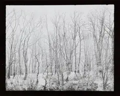 Fensterbild by Robert Häusser, 1954, Gelatin silver print, printed, sold Nov 2018