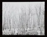 Robert Häusser, Fensterbild, 1954, Gelatin silver print, printed