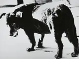 Daidō Moriyama, Stray Dog, Misawa