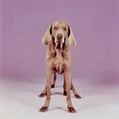 Batty back up by William Wegman, 2000, Cibachrome print, sold Nov 2018